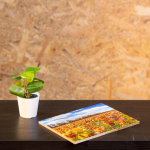 תמונה על עץ